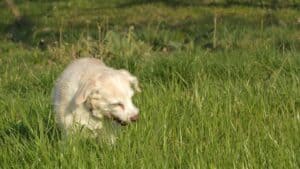 hond eet gras