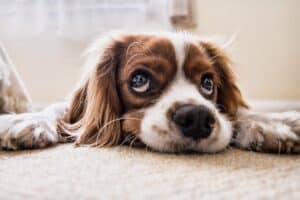 kennelhoest hond
