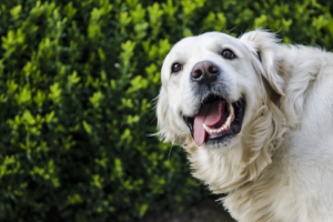 honden tanden poetsen