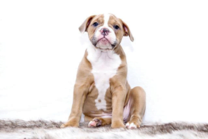 puberteit hond