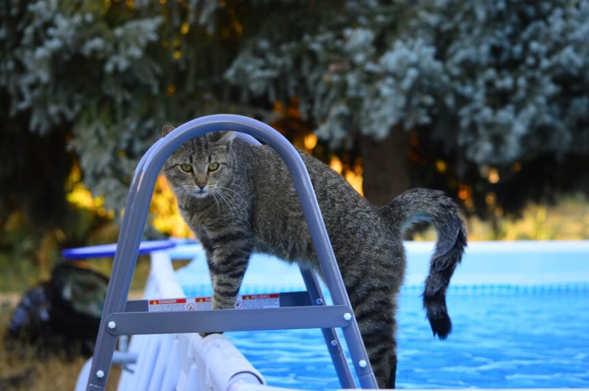 Kunnen katten zwemmen