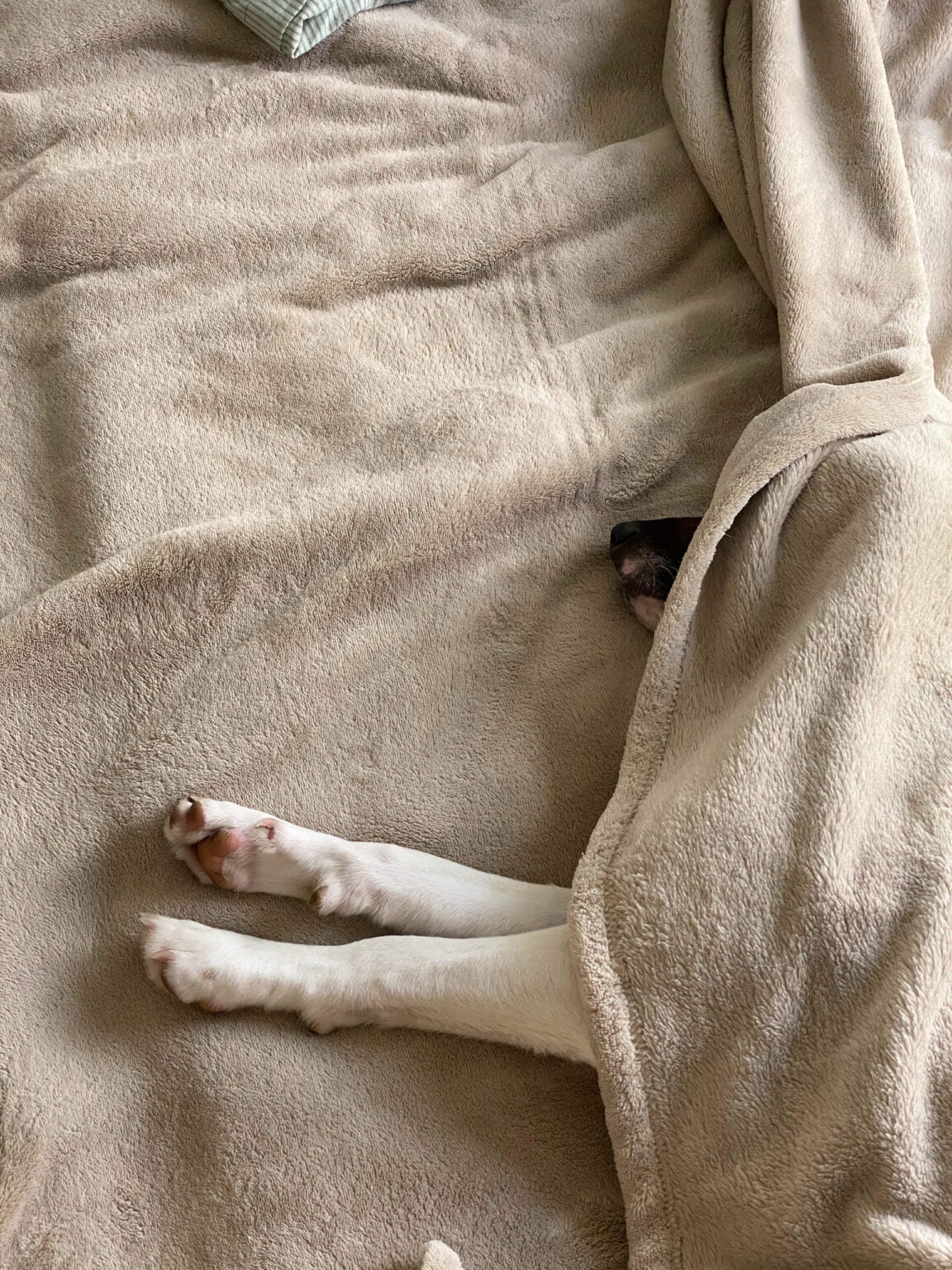 Is mijn Hond Verkouden? Oorzaken & behandelingen + 6 Tips.
