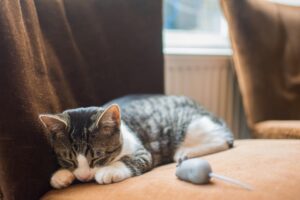 Waarom kneden katten