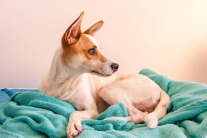 Verlatingsangst hond