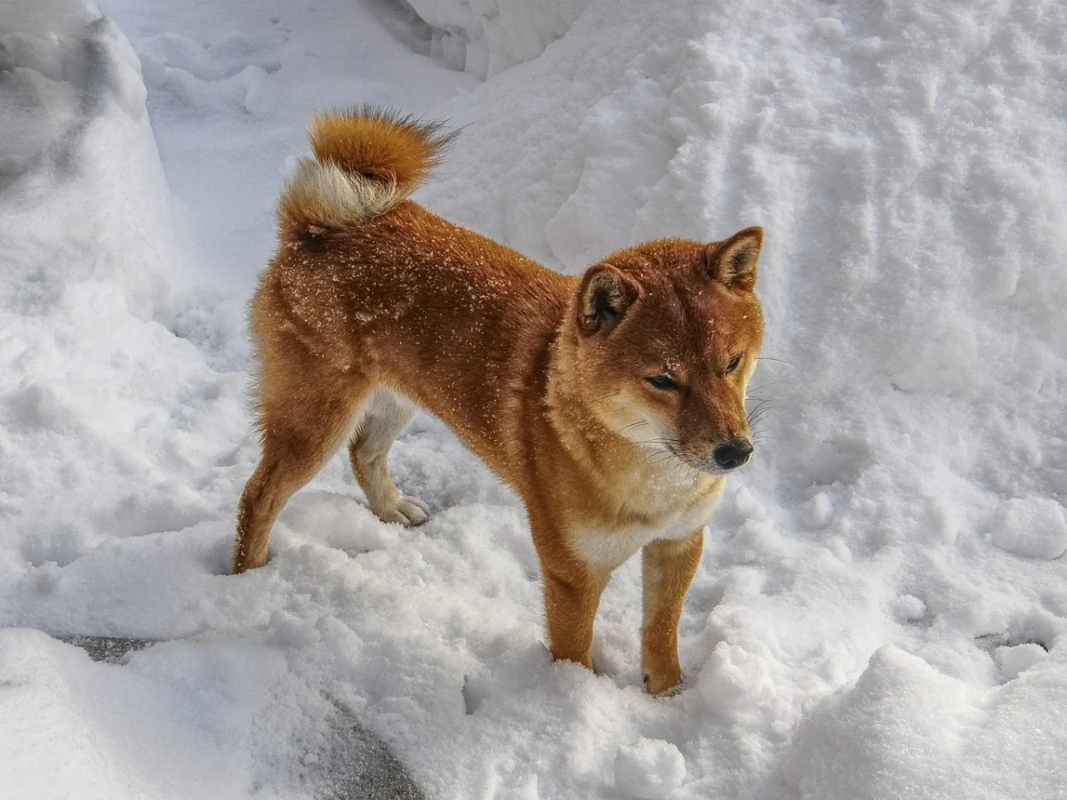 hond wintersport