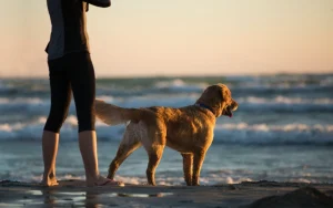 Welke hond past bij mij?