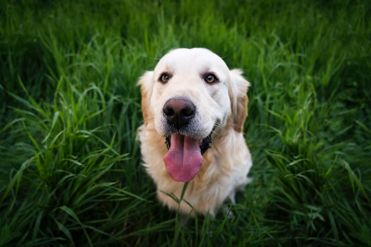 Alles wat je moet weten over likkende honden
