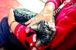 Artrose bij katten