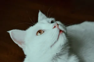 Oorontsteking kat