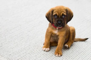 Schildklierproblemen hond