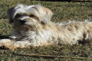leverziekte hond