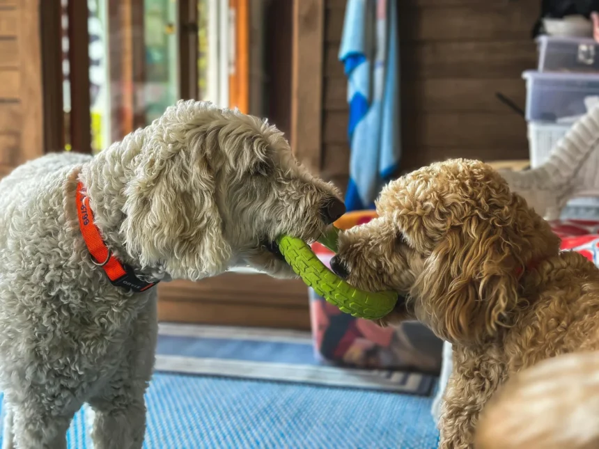 Labradoodle speelt met andere labra doodle